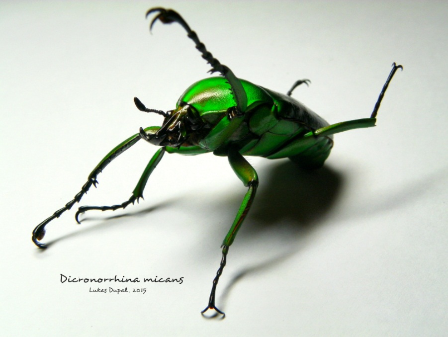 Dicronorrhina micans 1