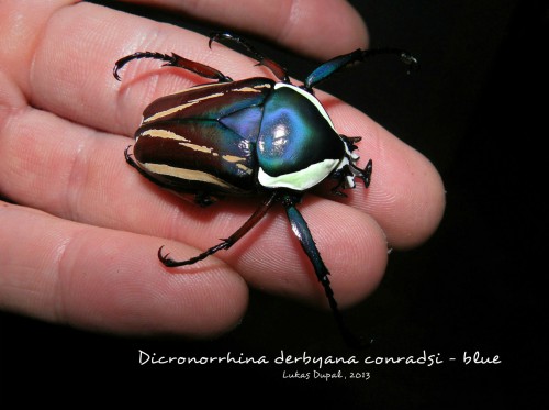dicronorhina-derbyana-conradsi---blue.jpg