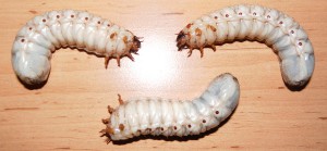 určování pohlaví u larev