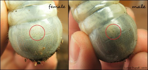 určování pohlaví u larev zlatohlávků
