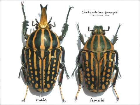 Chelorrhina savagei - male, female