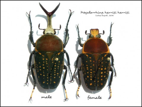 Megalorrhina harrisi harrisi - male, female