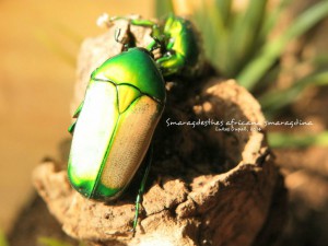 Smaragdesthes africana smaragdina